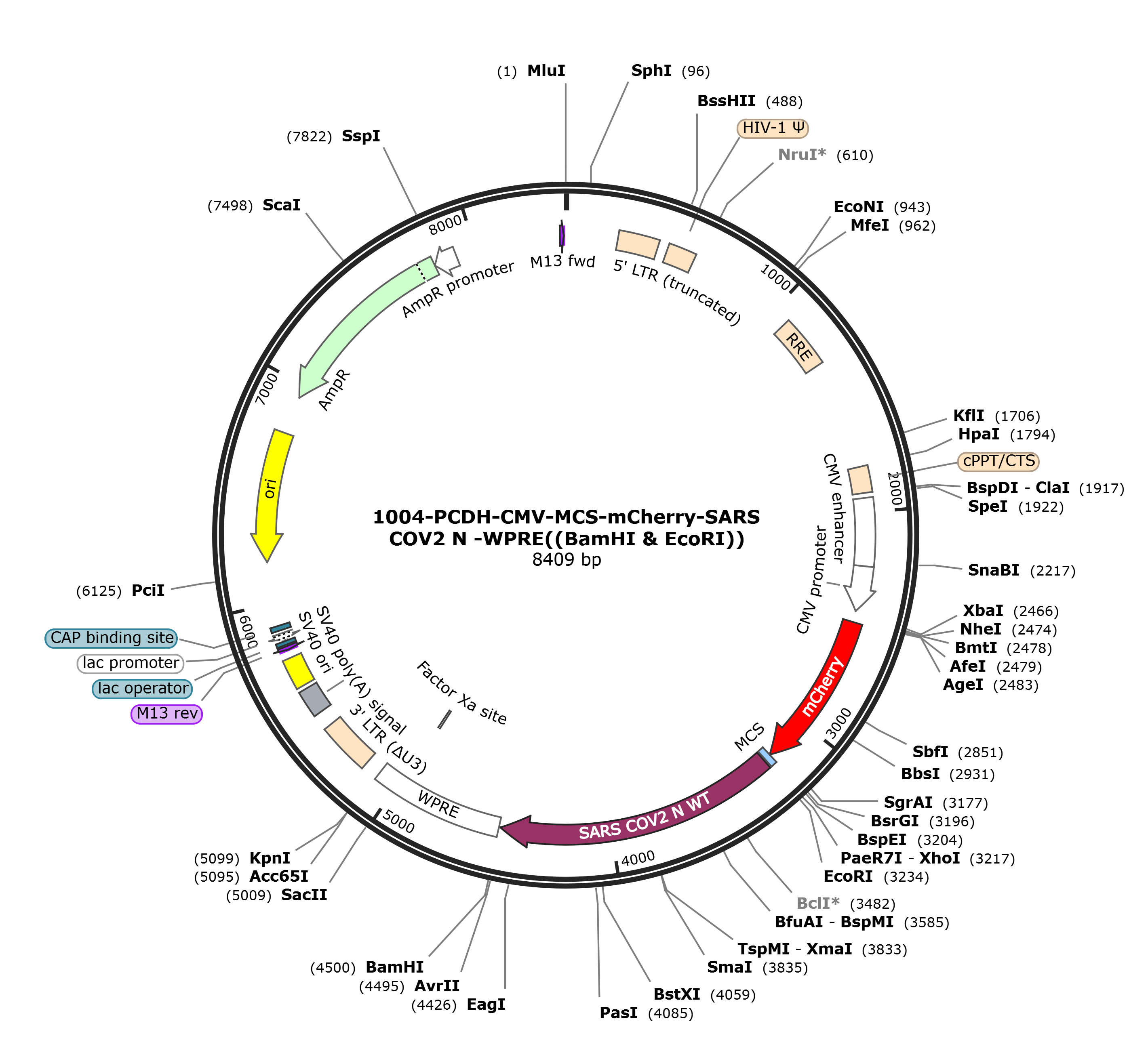 pCDH-CMV-mCherry-SARS CO2_N protein载体图谱.png